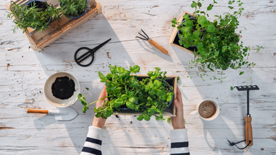 Quick Start Guide for Growing Your Own Indoor Herb Garden